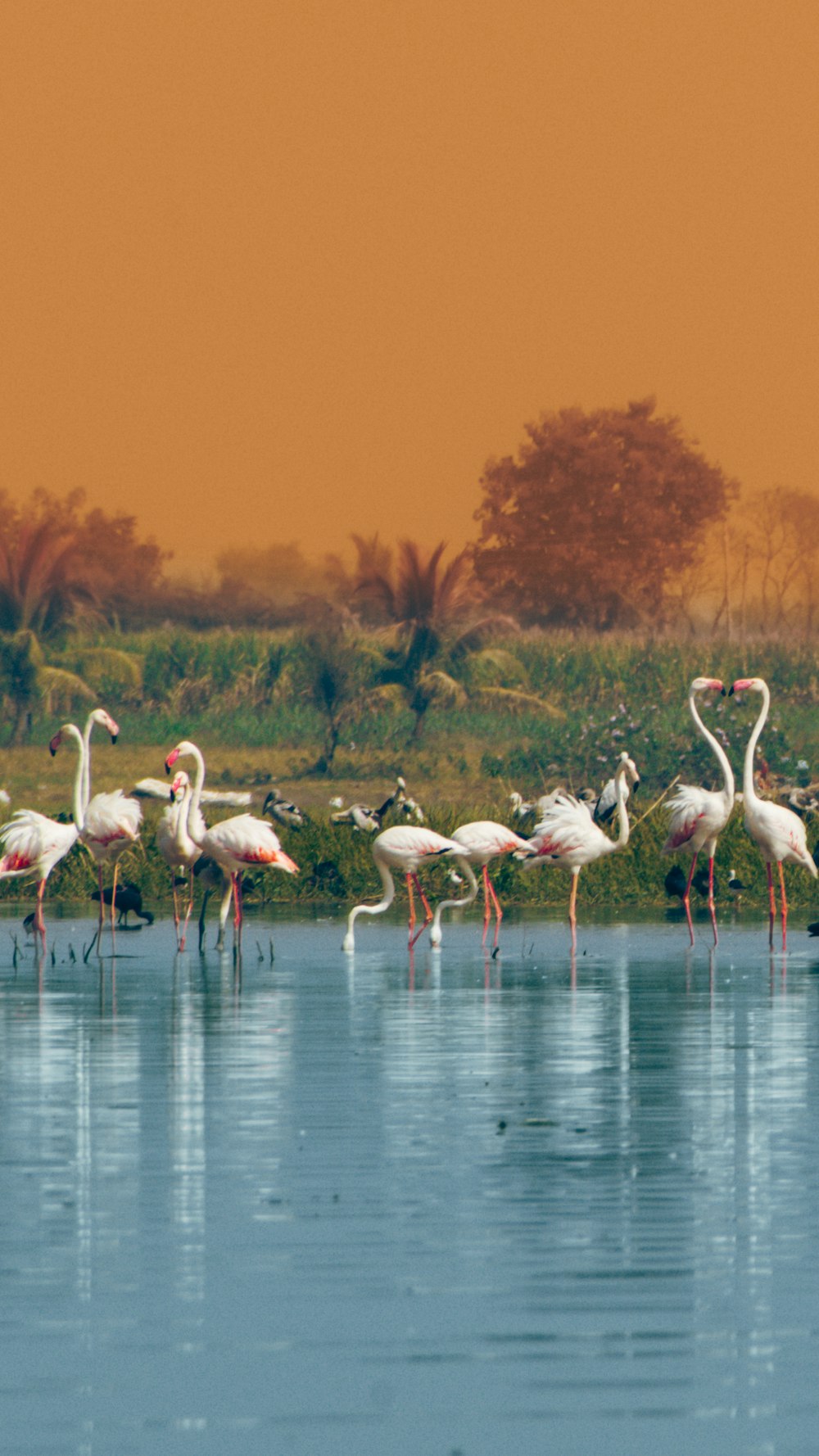 a group of flamingos are standing in the water