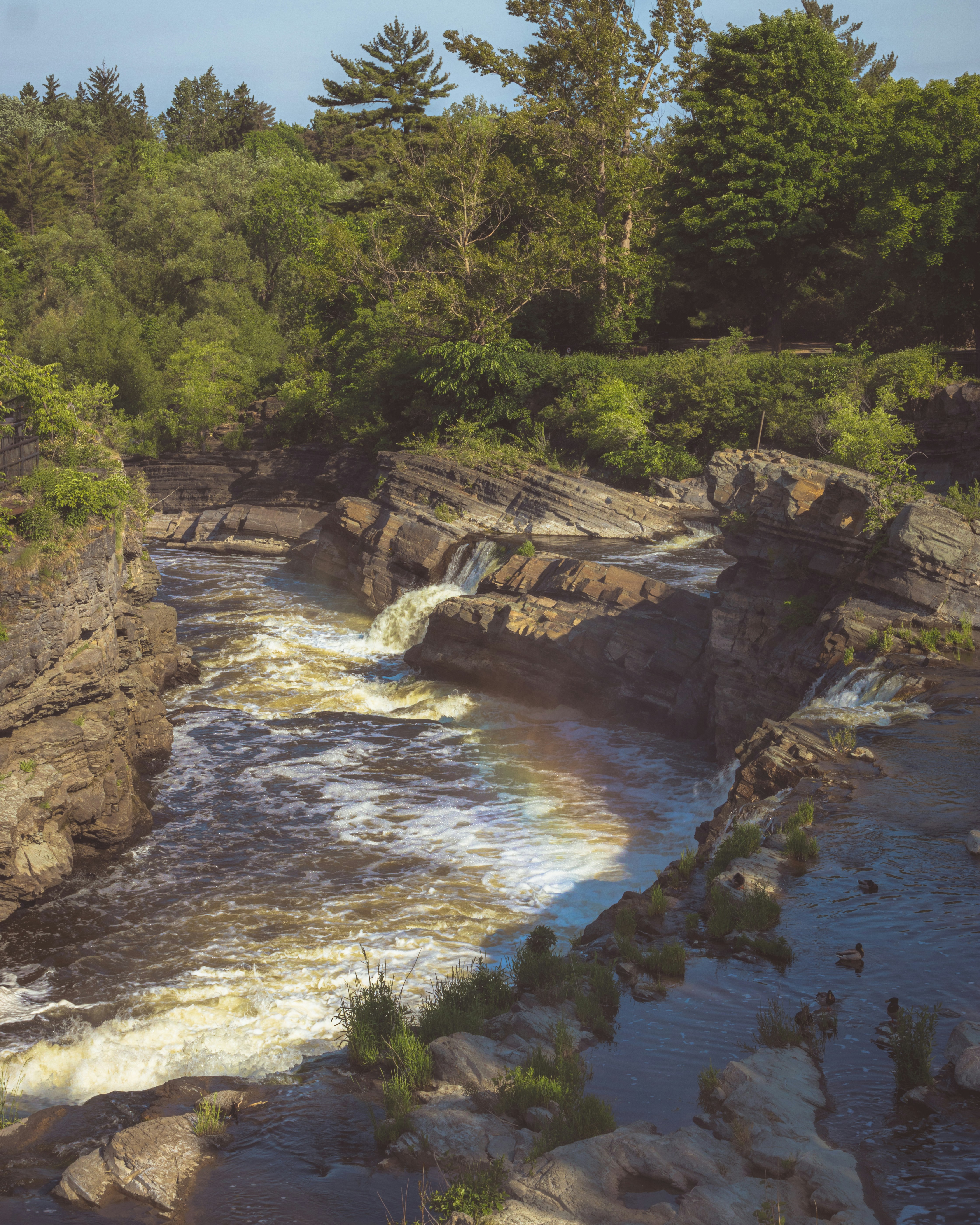 a river flowing through a lush green forest