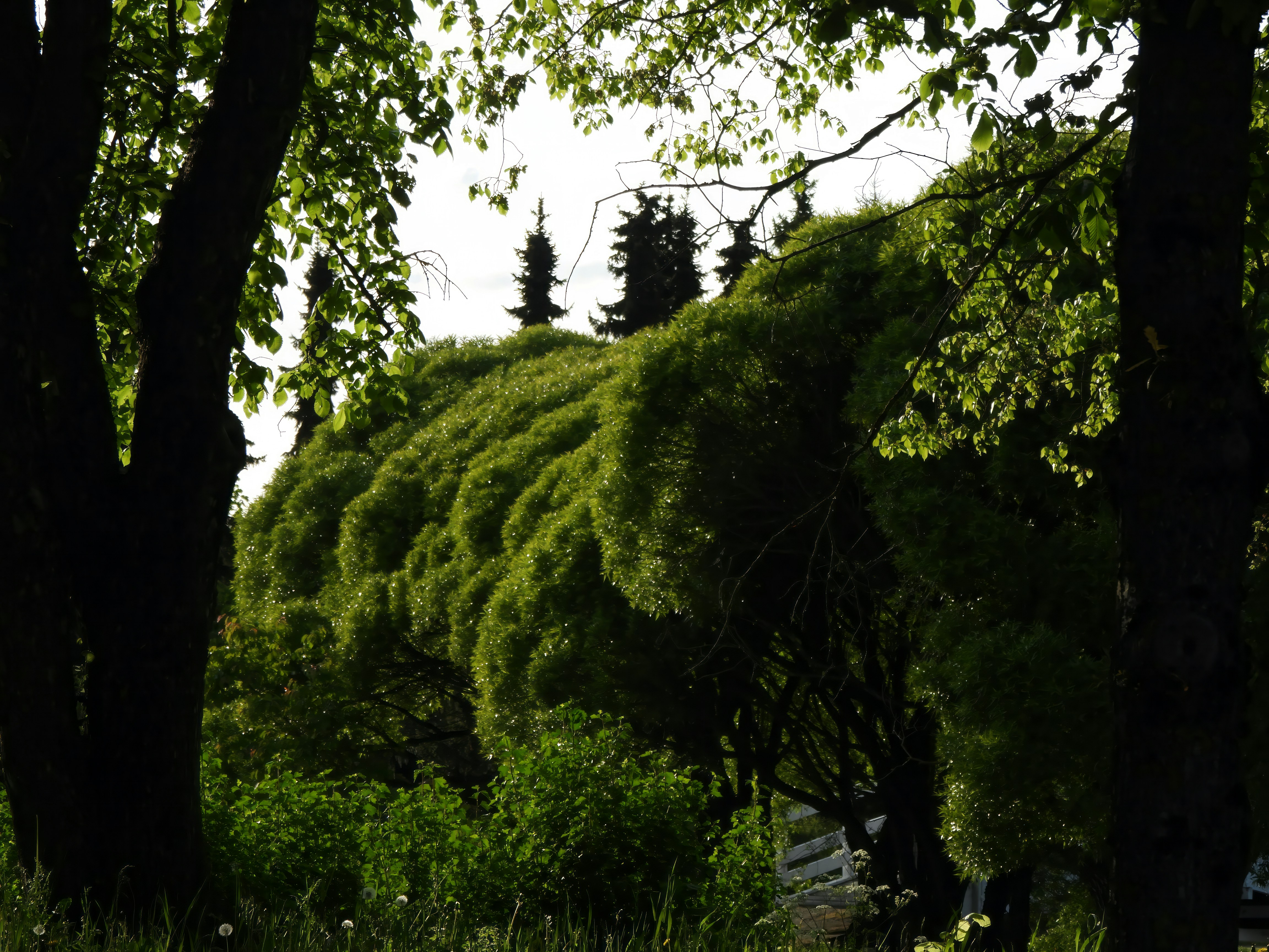 a lush green forest filled with lots of trees