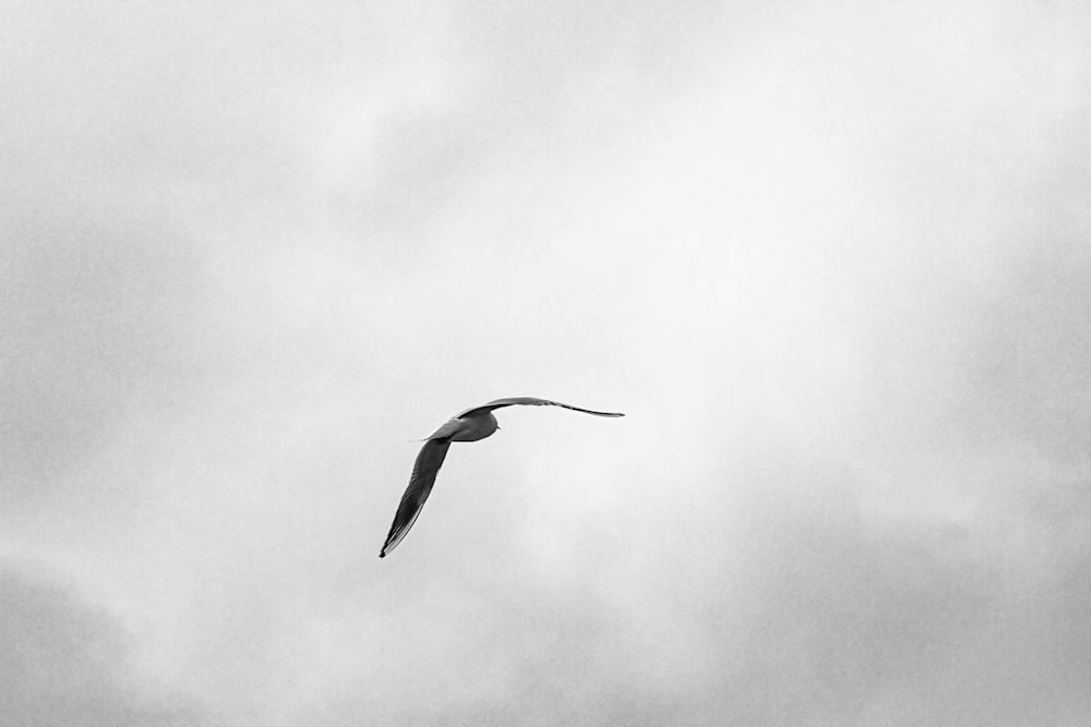 a black and white photo of a bird flying in the sky