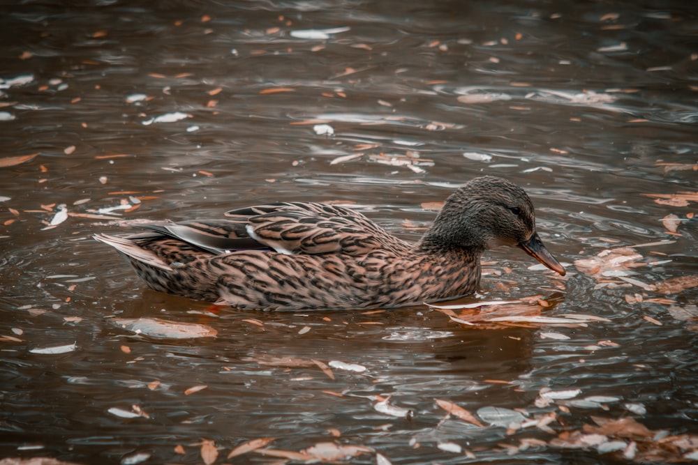 a duck floating on top of a body of water