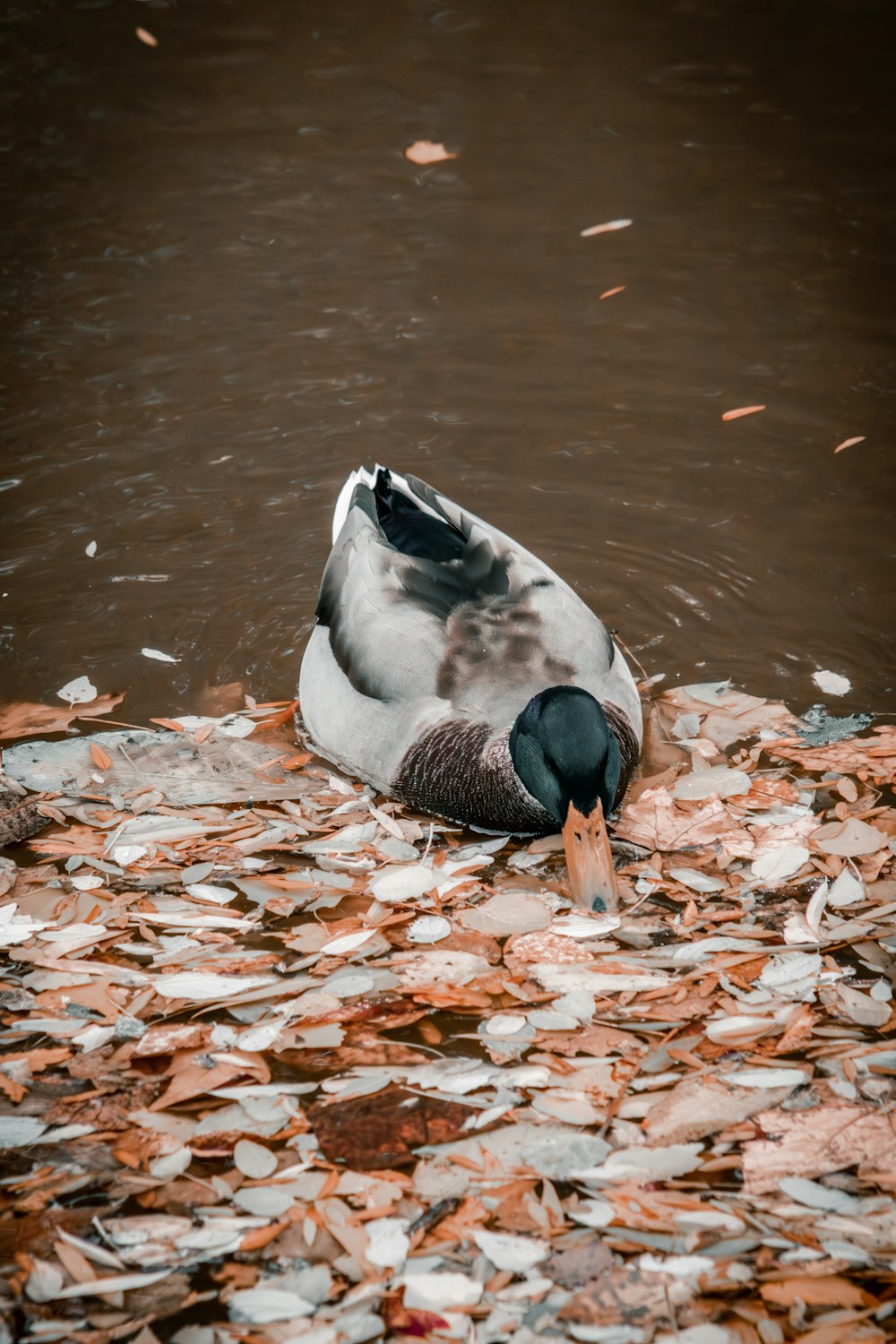 a duck that is floating in some water