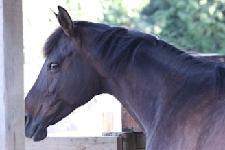 A close-up side profile of a dark brown horse with a shiny coat. Its mane is slightly tousled and the background is blurry with greenery, suggesting an outdoor setting.