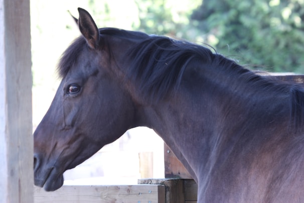 A close-up side profile of a dark brown horse with a shiny coat. Its mane is slightly tousled and the background is blurry with greenery, suggesting an outdoor setting.