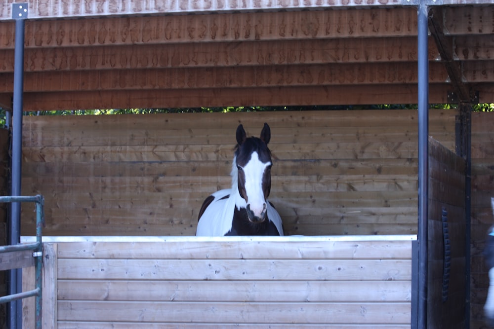 a black and white horse standing in a stable