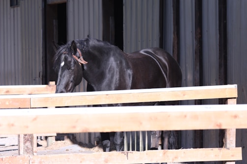A black horse with a white mark on its face is standing near a wooden fence in front of a corrugated metal building. The horse is wearing a halter and is partly in the shade.