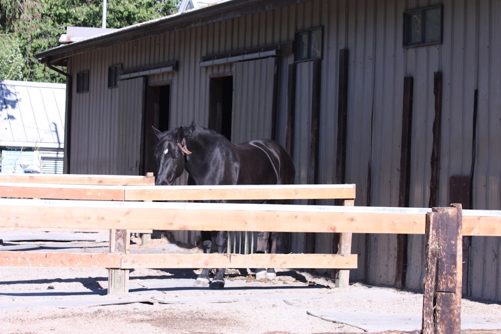 a black horse standing inside of a stable