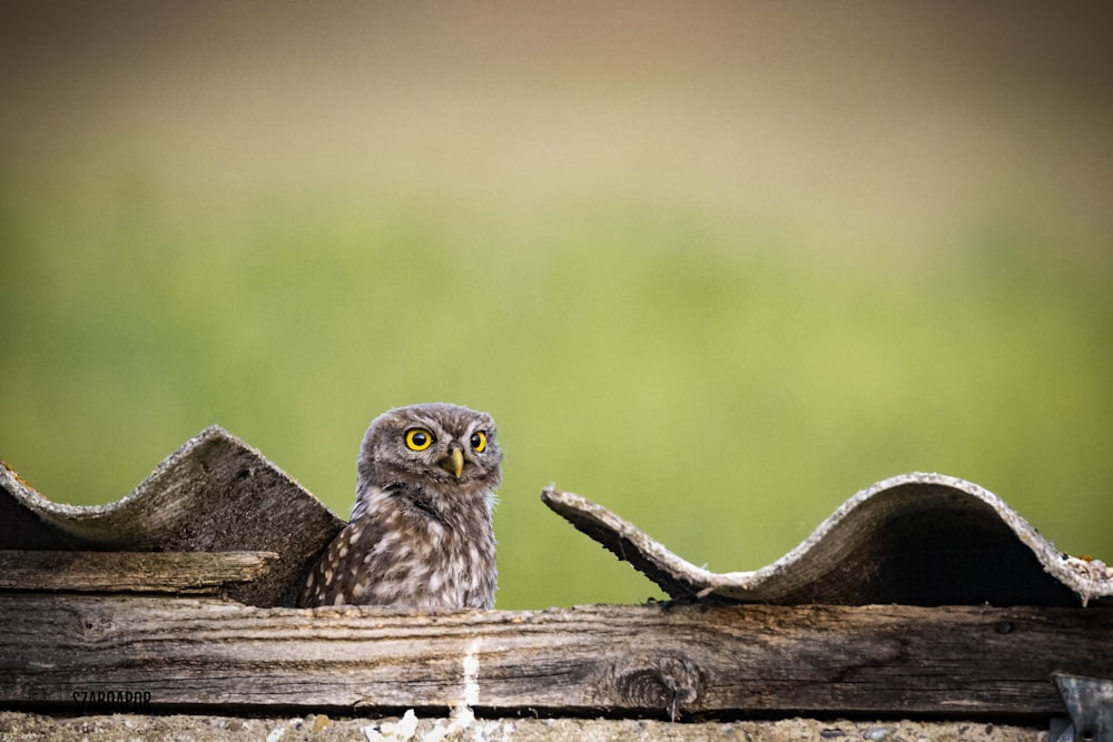 a small owl sitting on top of a wooden fence