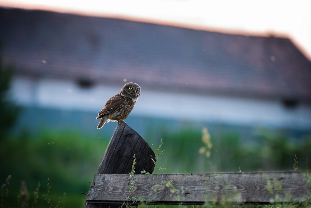 a small owl sitting on top of a wooden fence