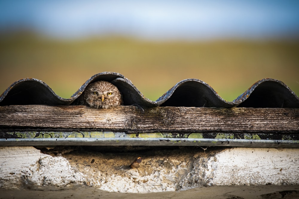 an owl sitting on top of a wooden roof