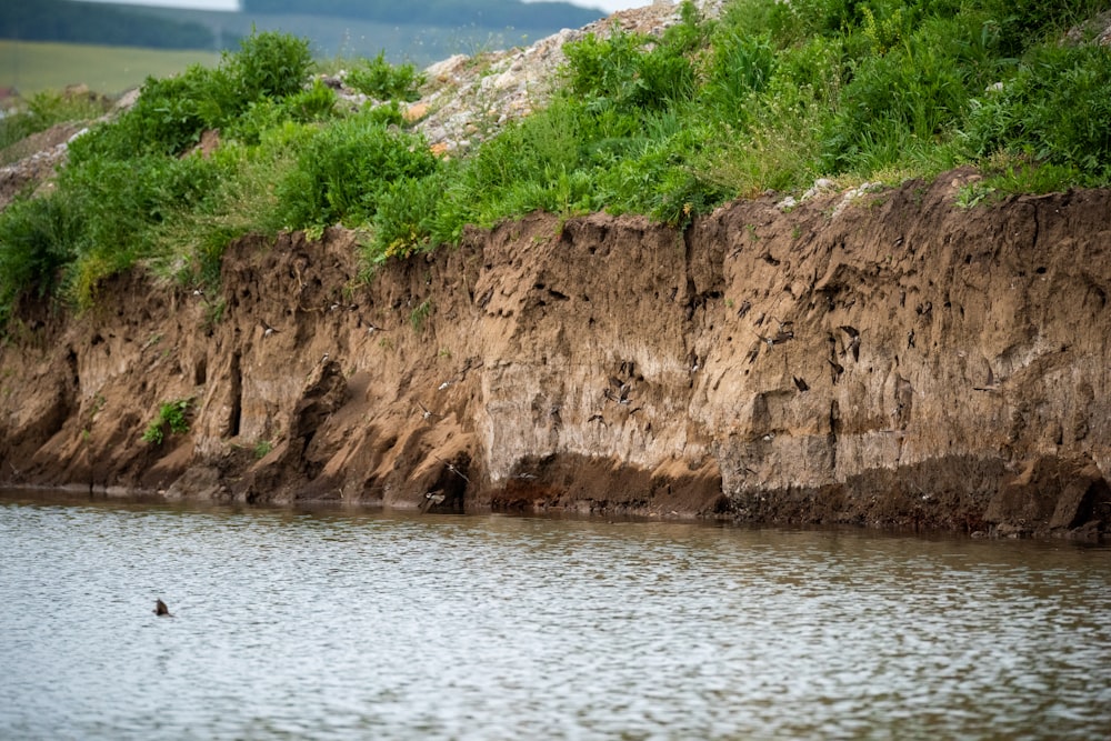 a bird is swimming in the water near a cliff