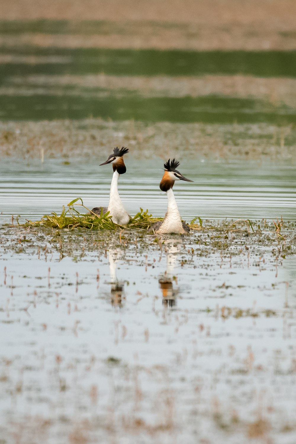 a couple of birds standing on top of a body of water