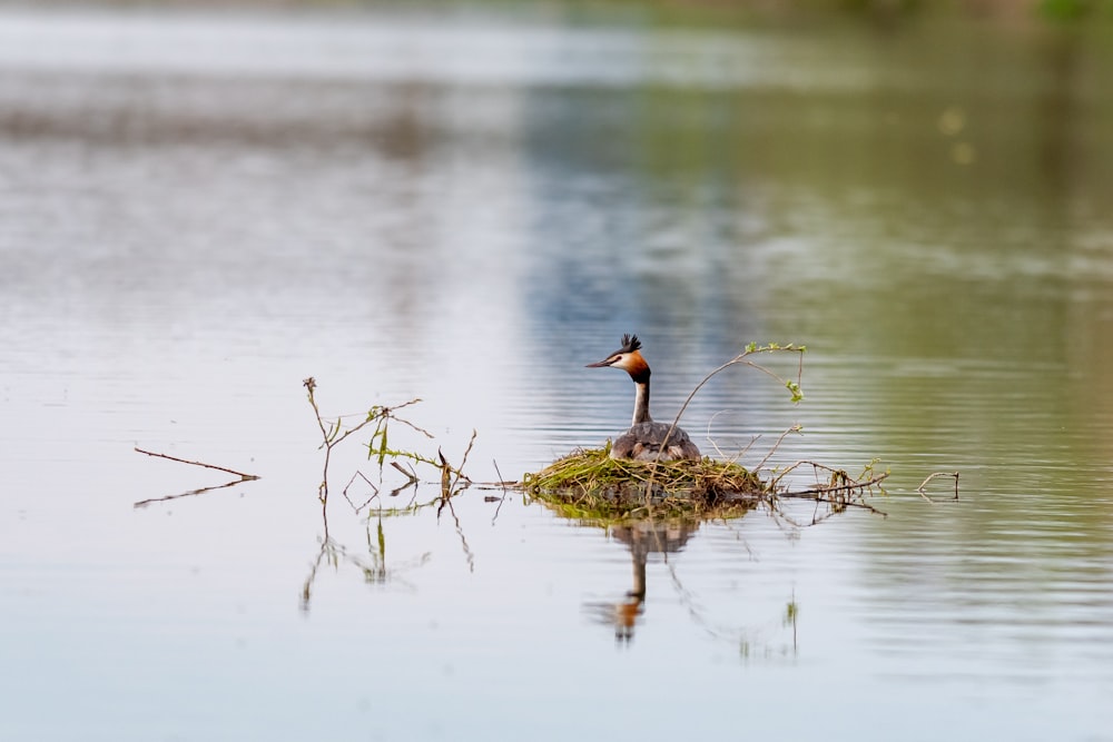 a bird sitting on top of a nest in the water