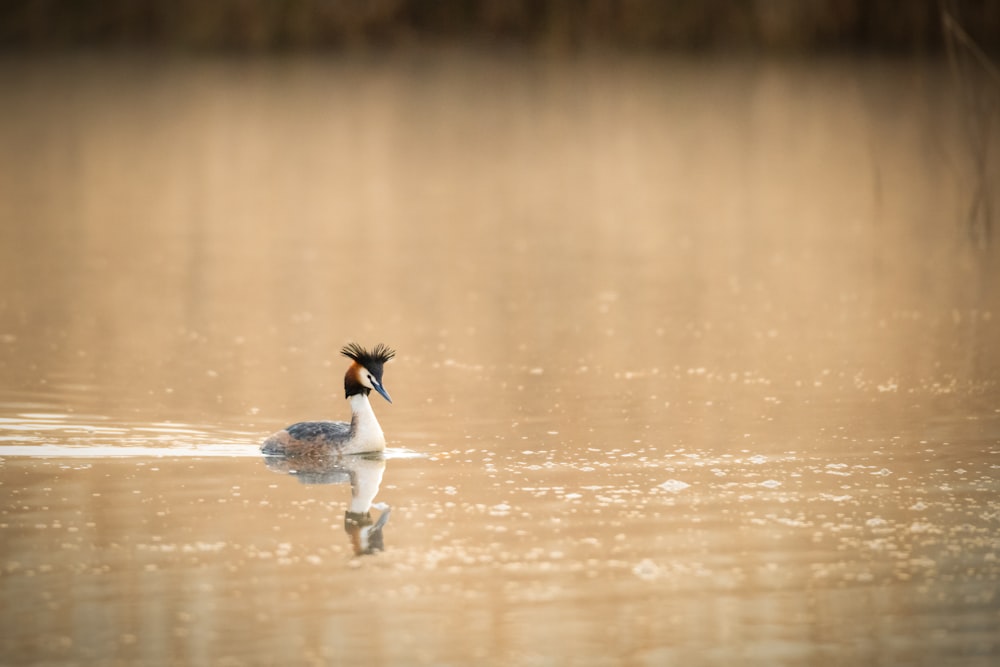 a bird that is floating in the water