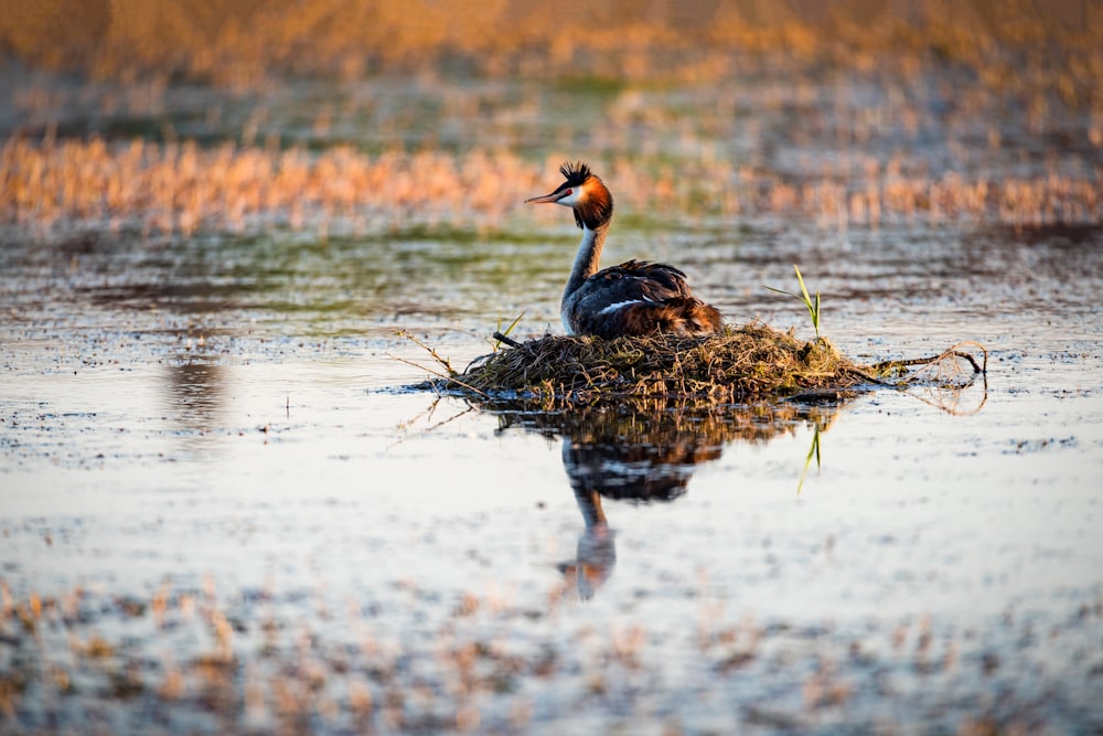 a bird sitting on top of a nest in the water