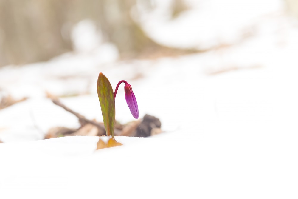 a small purple flower sprouts out of the snow