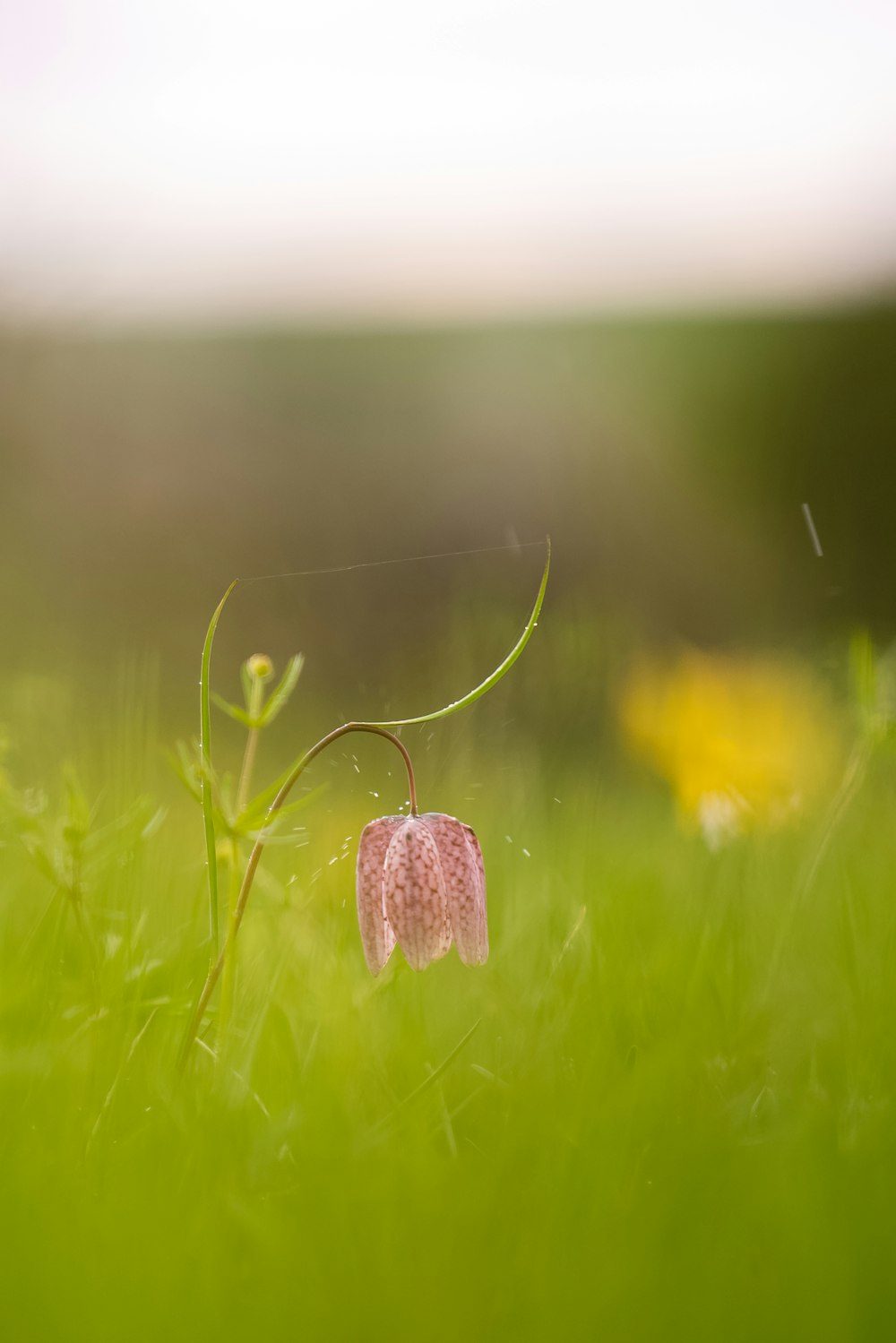 a small pink flower sitting in the middle of a green field