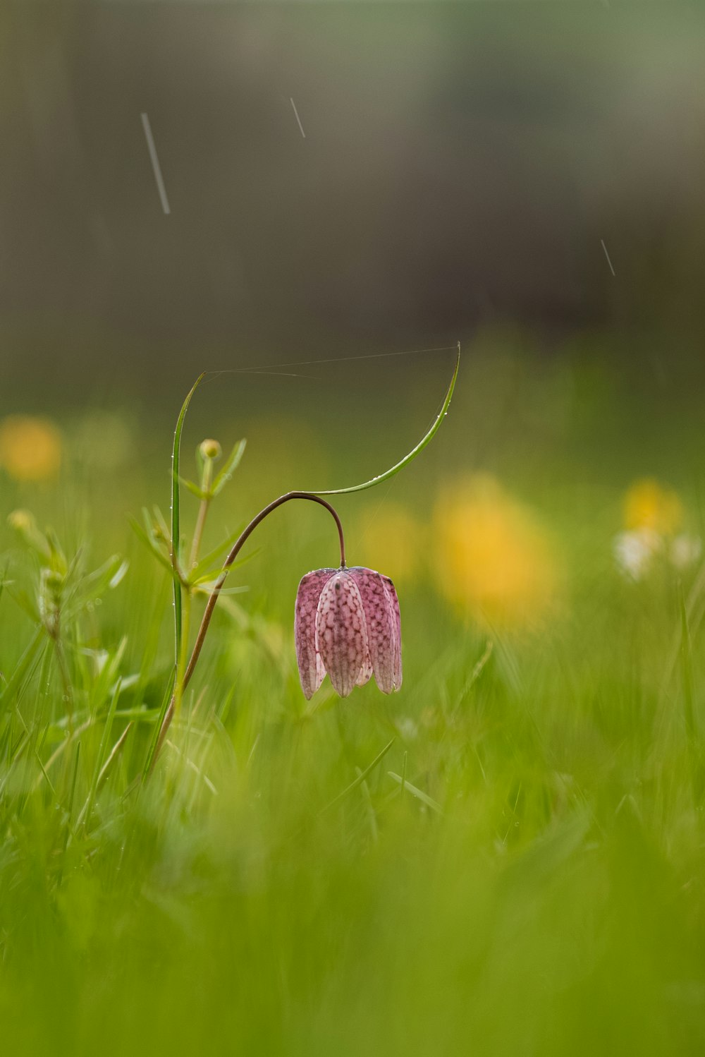 a pink flower in the middle of a grassy field