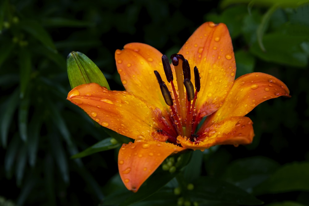 a close up of a flower with water droplets on it