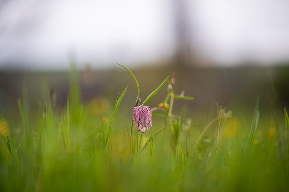 a small pink flower in a grassy field