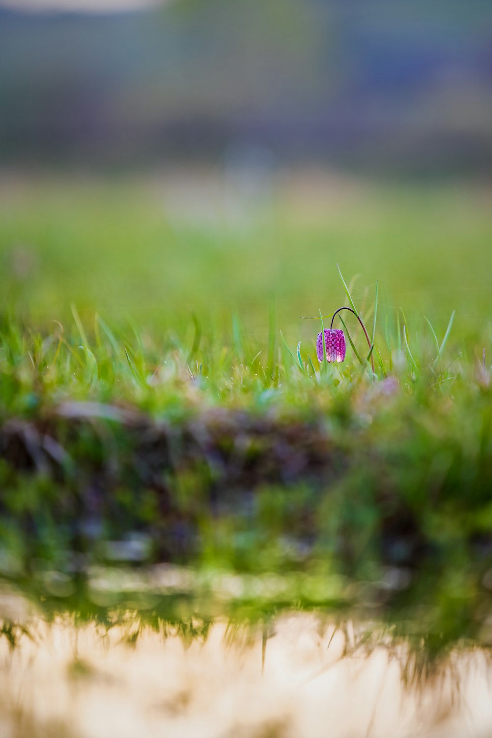 a small purple flower sitting on top of a lush green field