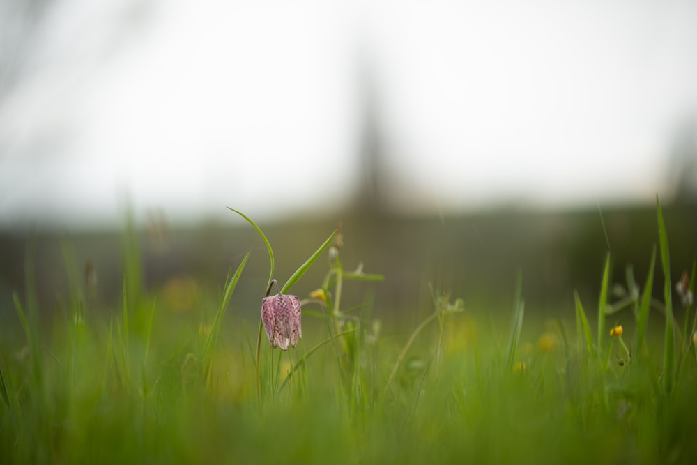 a small pink flower sitting in the middle of a green field