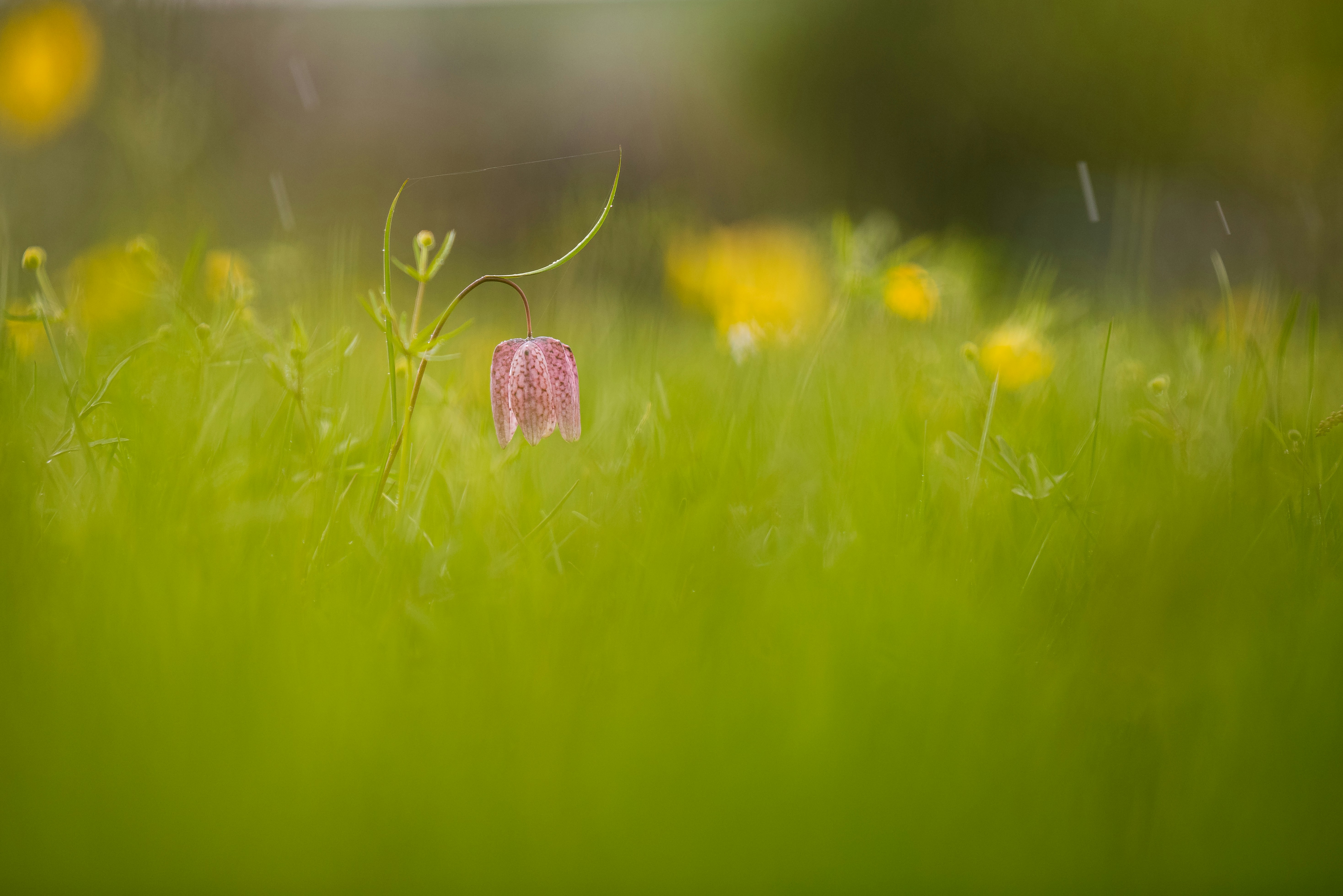 A pink flower in a field of green grass photo – Free Flower Image on ...