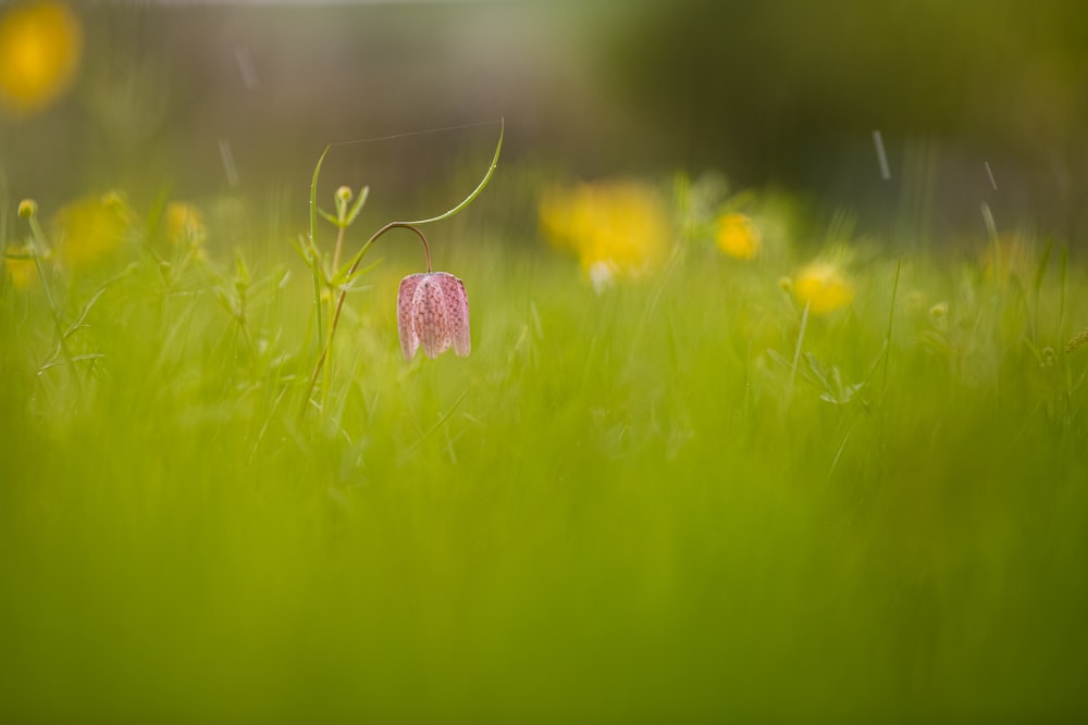 a pink flower in a field of green grass
