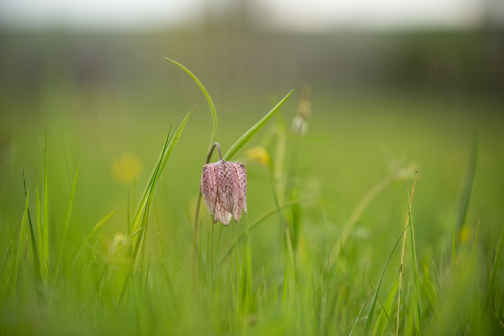 a pink flower in the middle of a grassy field