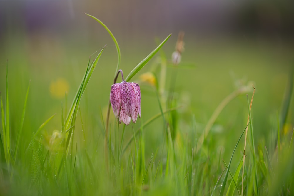 a pink flower in the middle of a grassy field