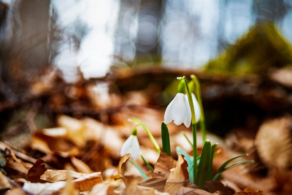 a couple of white flowers sitting on top of leaves