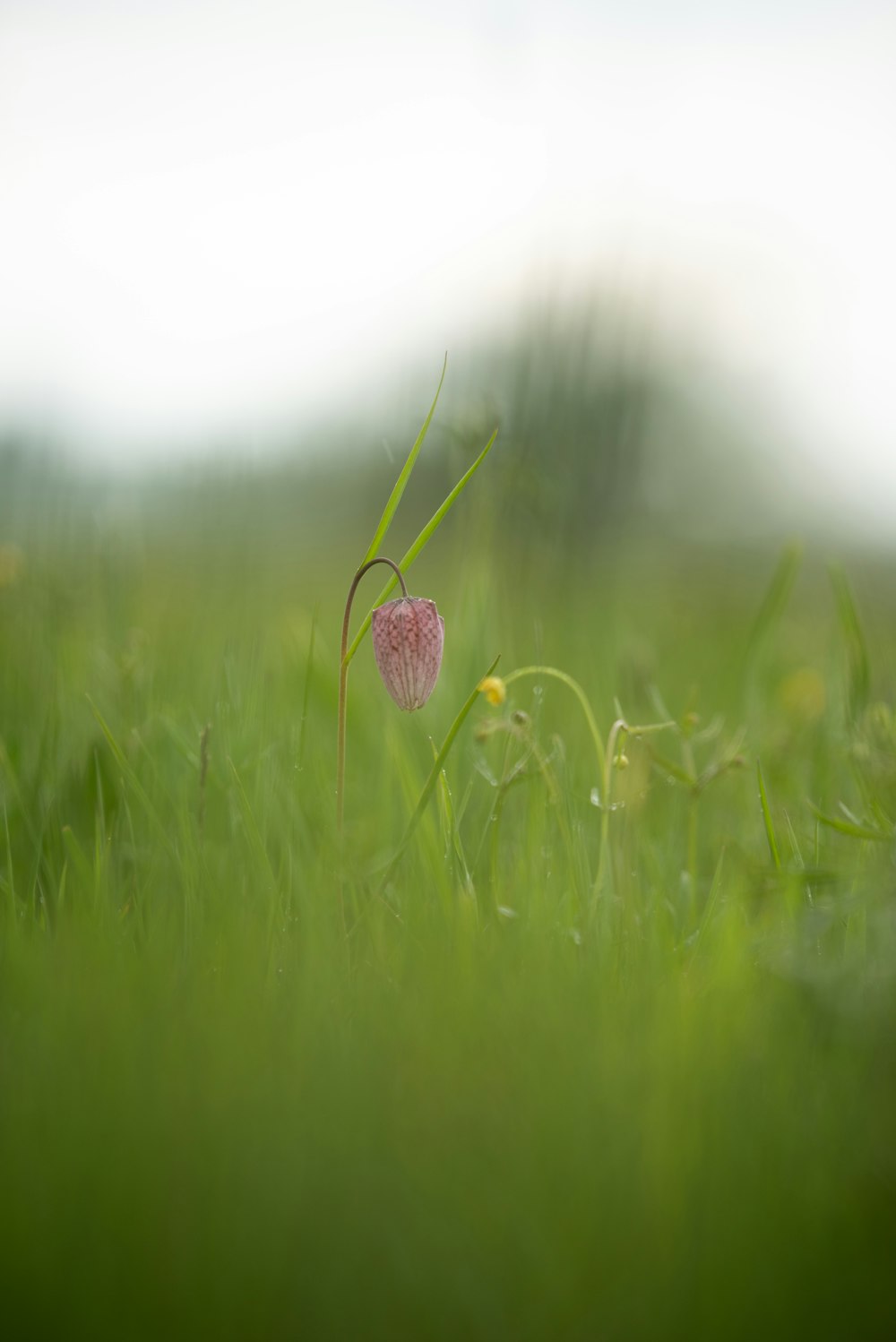 a pink flower in the middle of a grassy field