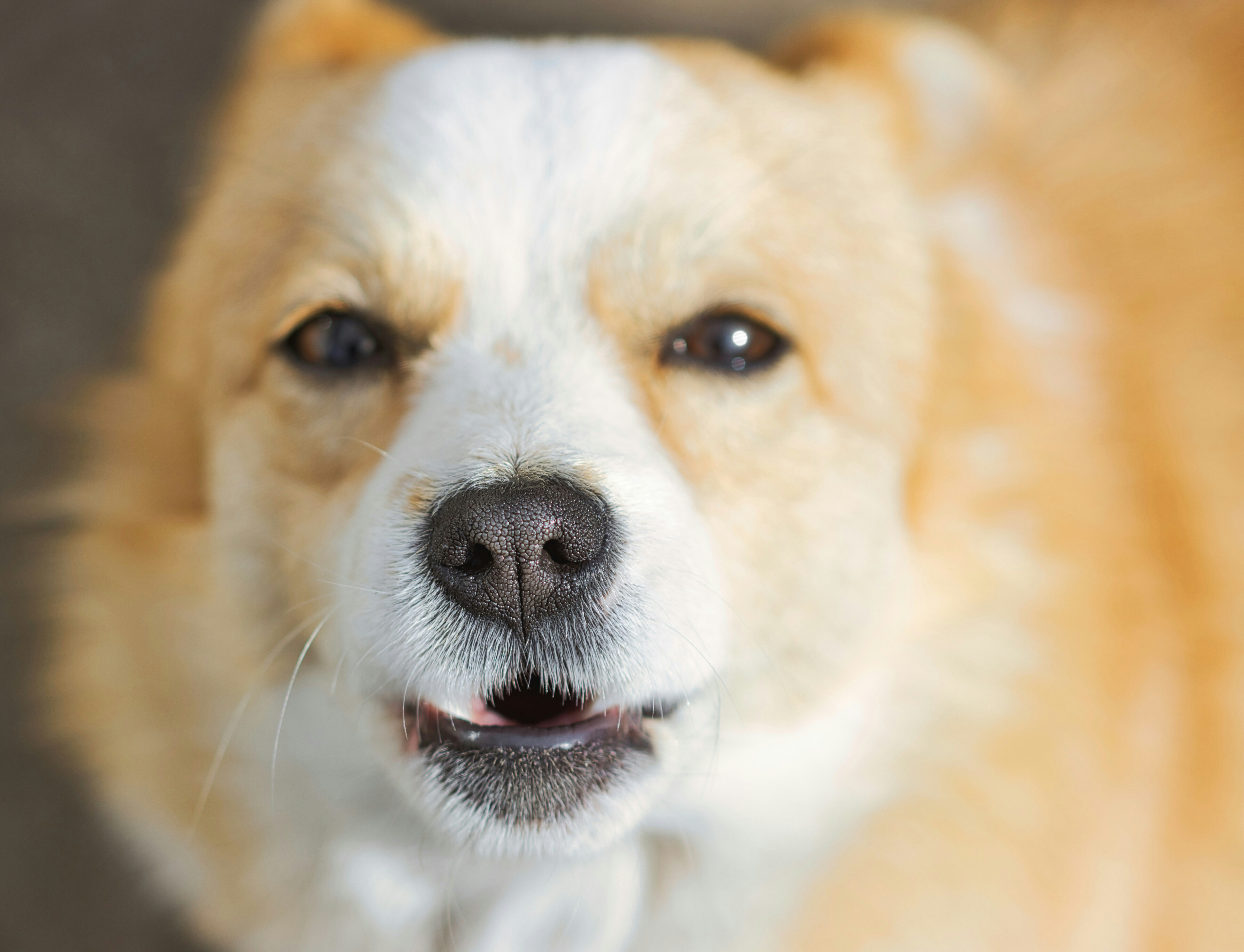 Dog Eye Allergies: Symptoms and Treatment Options