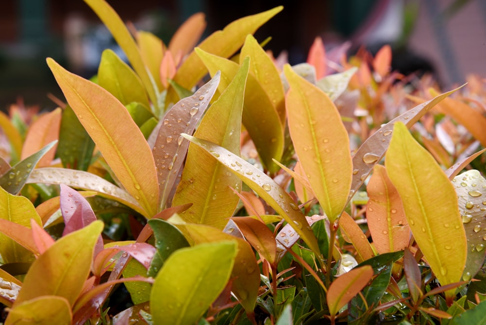 a close up of a bush with water droplets on it