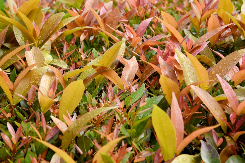 a patch of grass with red and green leaves