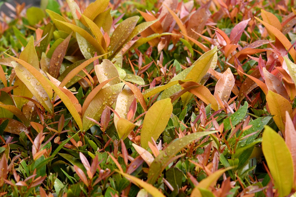 a close up of a patch of grass with red and green leaves