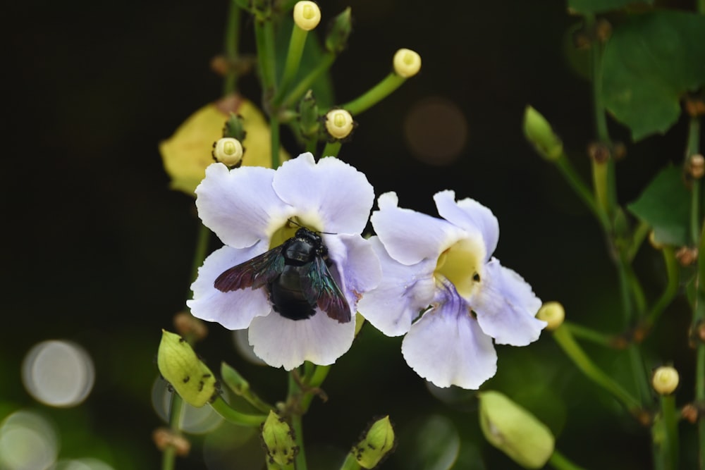 a close up of a flower with a bee on it