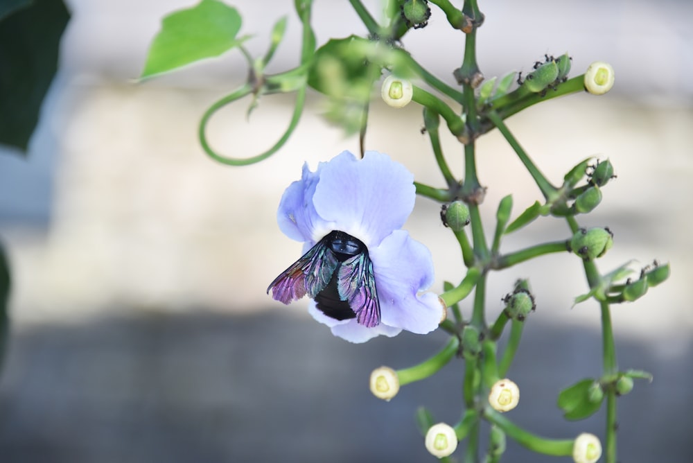 a blue flower with a bee on it