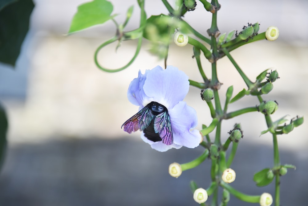 a blue flower with a bee on it