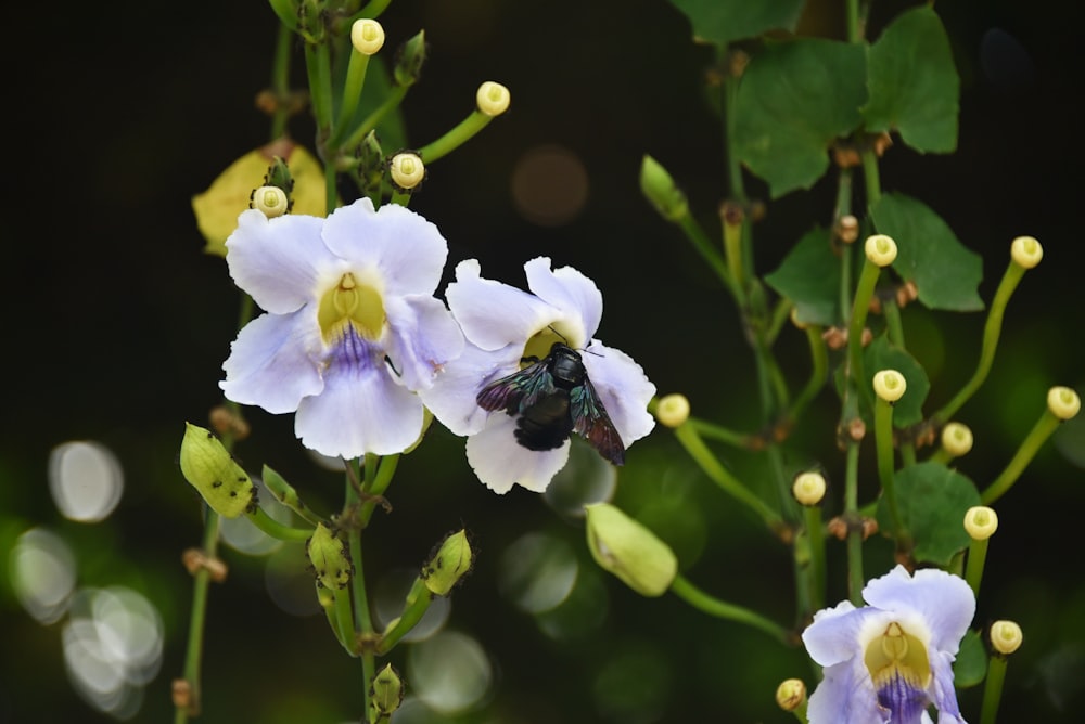 a close up of a flower with a bee on it