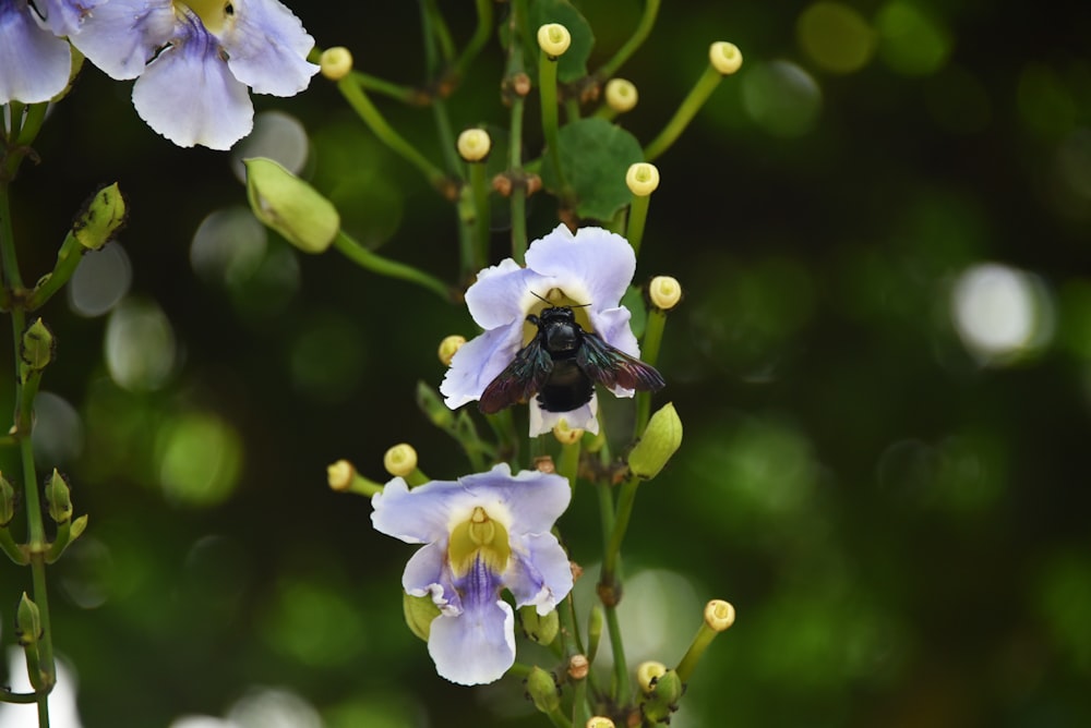 a close up of a flower with a bee on it