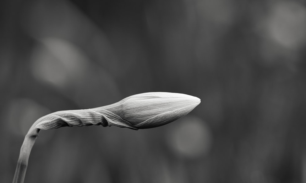 a black and white photo of a single flower