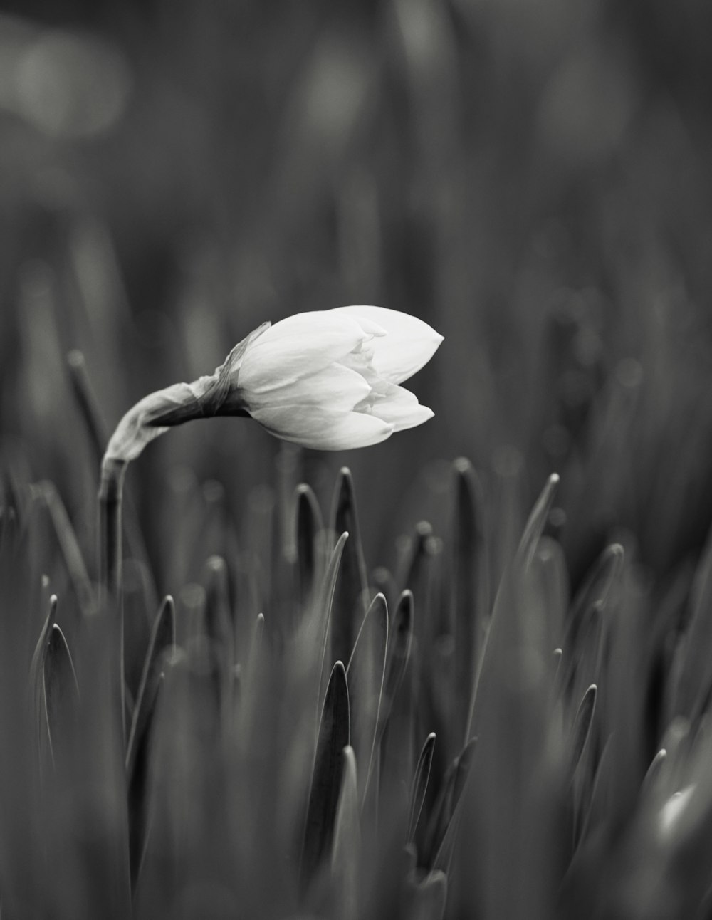 a black and white photo of a single flower