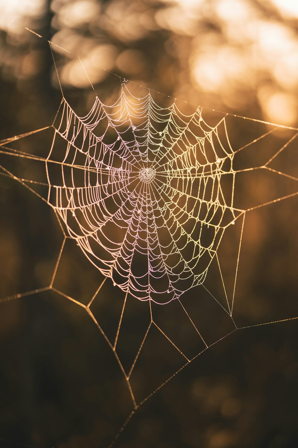 a spider web with dew drops on it