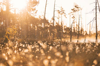 Wide shot of a cinnamon forest at dawn, mist threading through tall, slender trees.