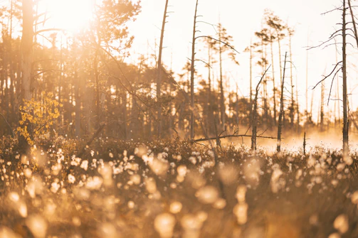 Wide shot of a cinnamon forest at dawn, mist threading through tall, slender trees.