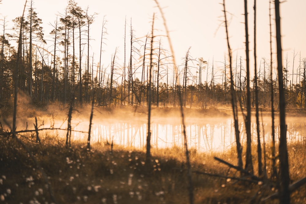 a body of water surrounded by trees and fog