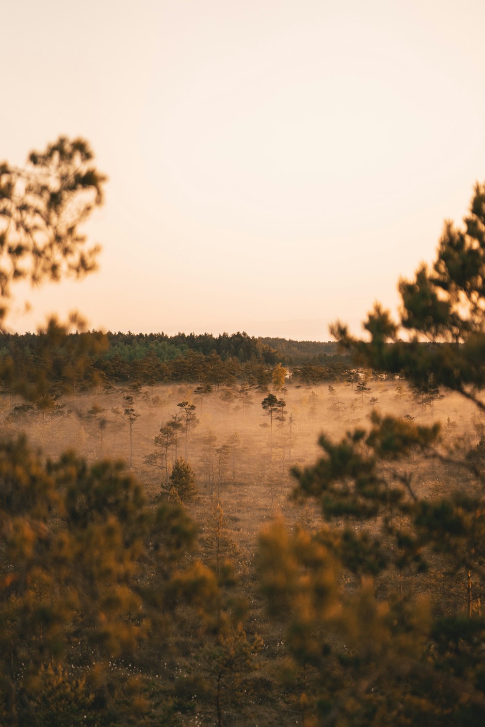 a field with a few trees in the distance