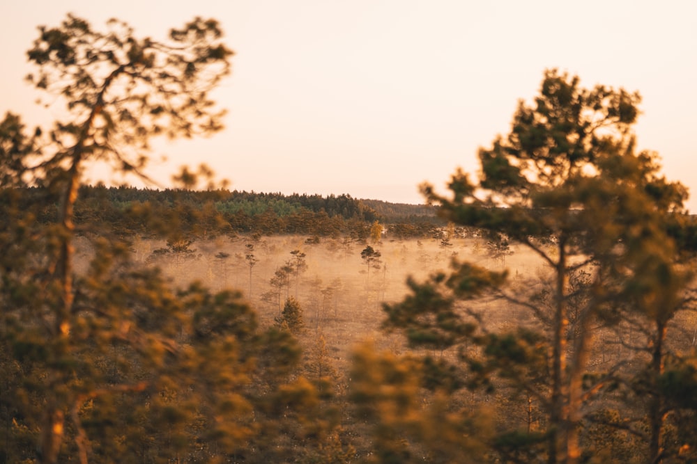 a group of people riding horses through a field