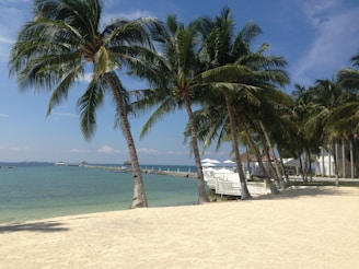 A scenic beach resort with palm trees and clear blue water under a sunny sky.